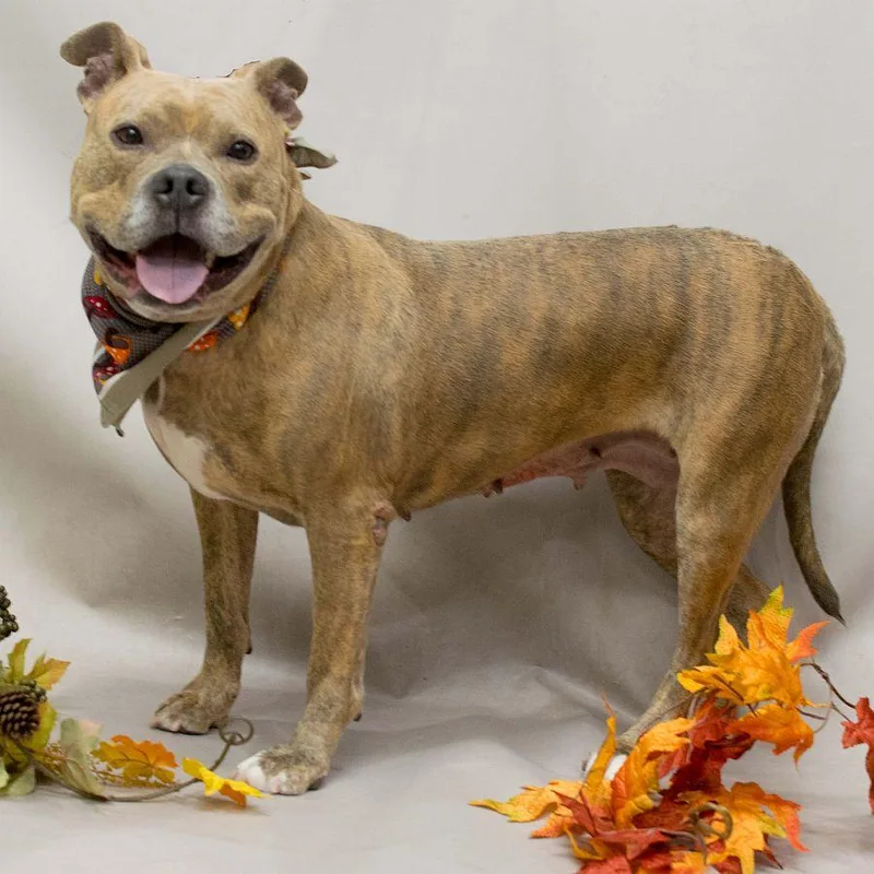 An adult large-sized female Terrier dog named Dixie for adoption in Sanford, FL