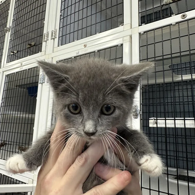 A baby small-sized male Gray / Blue / Silver Domestic Short Hair cat named Shadow for adoption in Ruckersville, VA