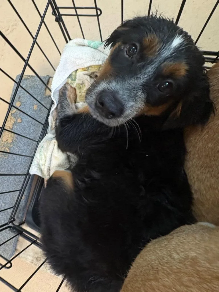 A baby large-sized male Affenpinscher dog named Ciabatta for adoption in Nacogdoches, TX