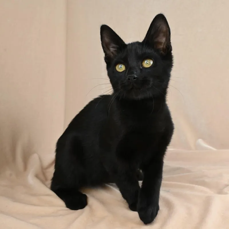 A baby medium-sized male Black Domestic Short Hair cat named Peter Rabbit for adoption in Mobile, AL