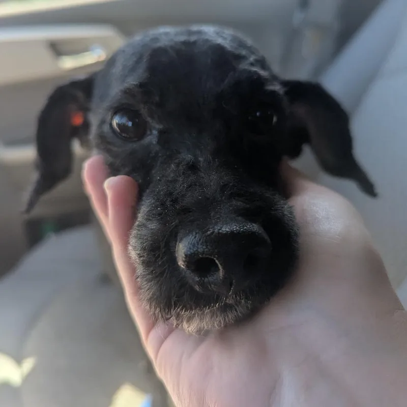 An adult small-sized male Gray / Blue / Silver Miniature Poodle dog named Blue for adoption in Evansville, IN