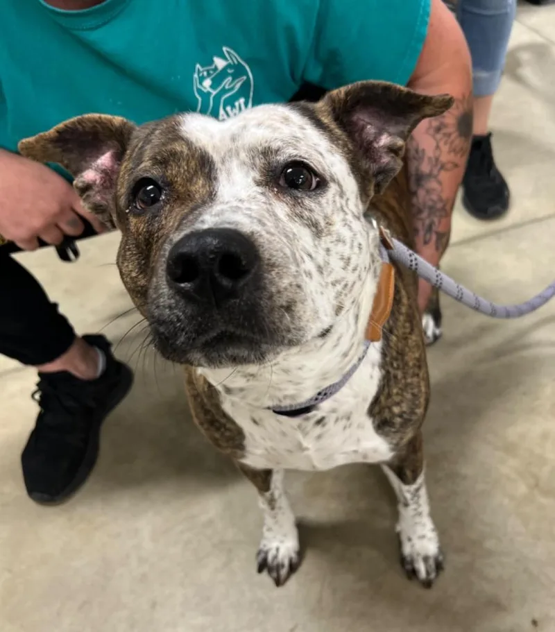 An adult large-sized female American Staffordshire Terrier dog named Angel for adoption in Pierceton, IN