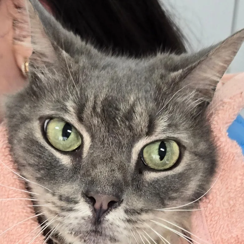 An adult medium-sized female Gray / Blue / Silver Domestic Long Hair cat named Nana for adoption in Newark, NJ