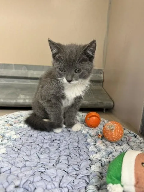 A young medium-sized female Gray & White Domestic Short Hair cat named 61827254 for adoption in Elko, NV