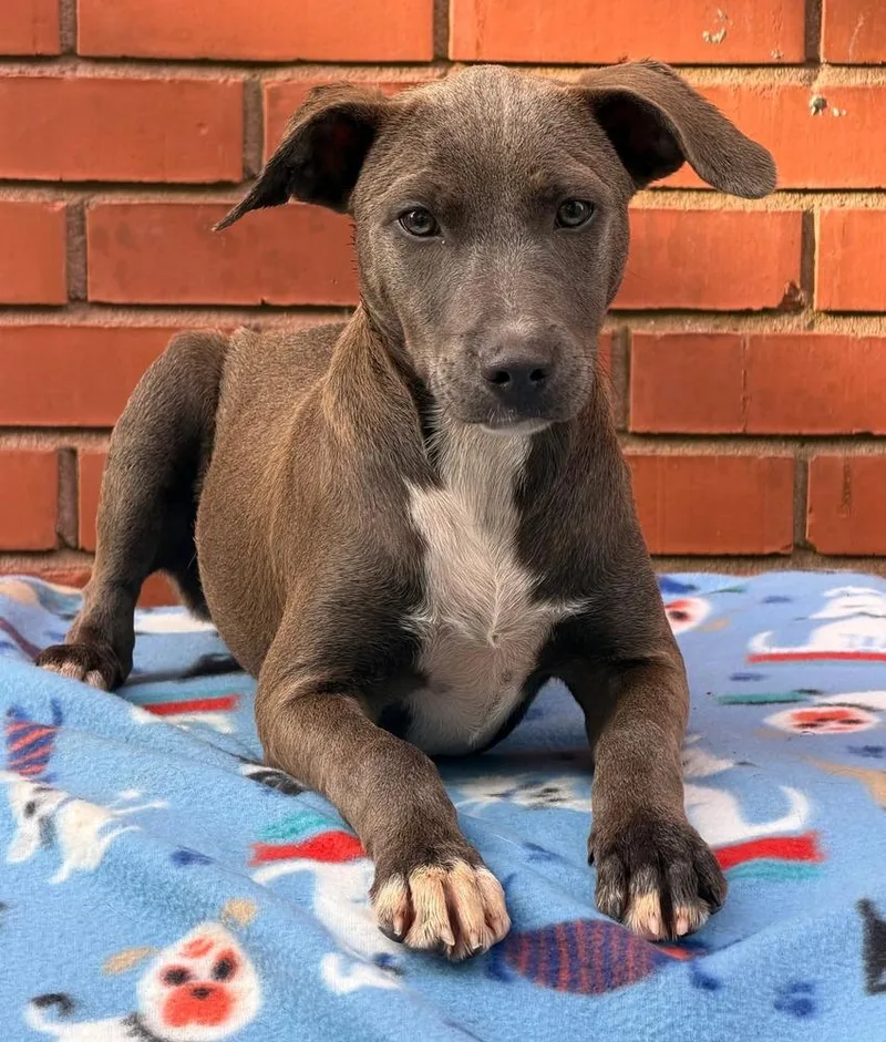 A baby medium-sized female Mixed Breed dog named Bramble for adoption in Groveland, MA