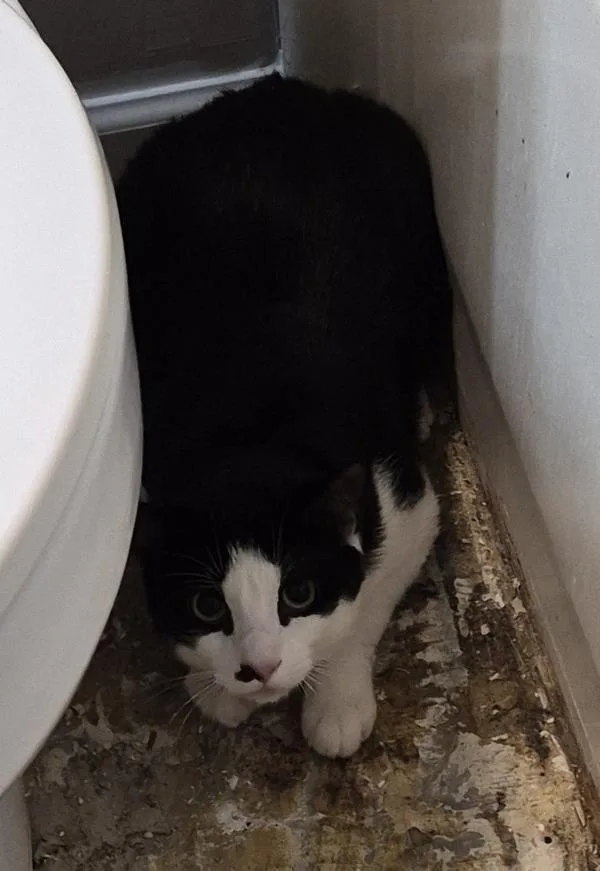 A young small-sized male Domestic Short Hair cat named Ifd Wilson for adoption in Lawrenceville, GA