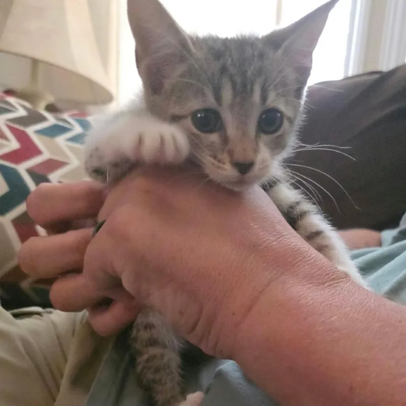A baby medium-sized female Tabby (Gray / Blue / Silver) Domestic Short Hair cat named Rosalie for adoption in Beulaville, NC