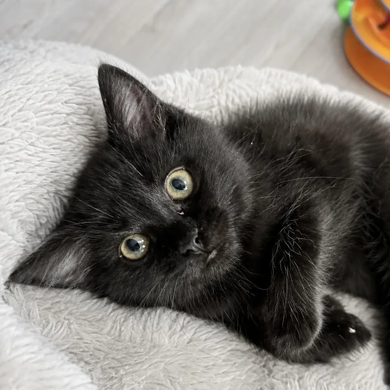 A baby medium-sized female Black Domestic Medium Hair cat named Frittata for adoption in Pontiac, MI