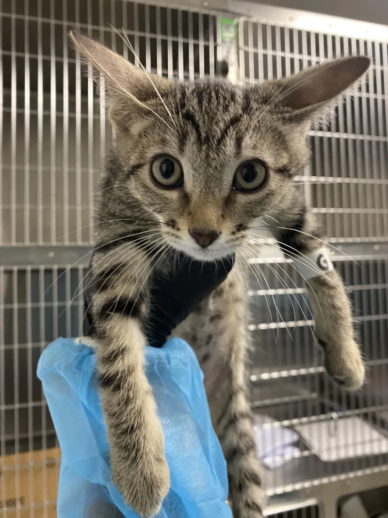 A baby small-sized male Domestic Short Hair cat named Gucci for adoption in Chico, CA