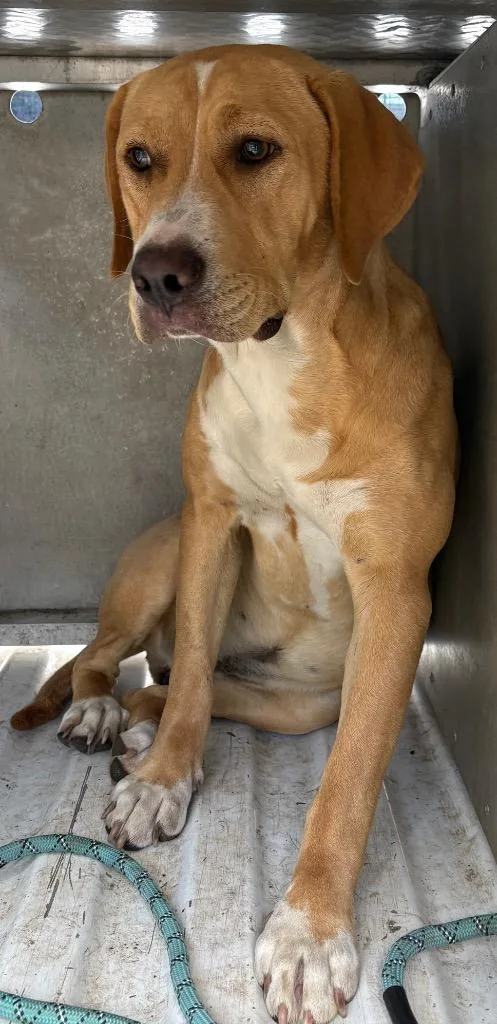 A young medium-sized female Mixed Breed dog named Madie for adoption in Effingham, SC