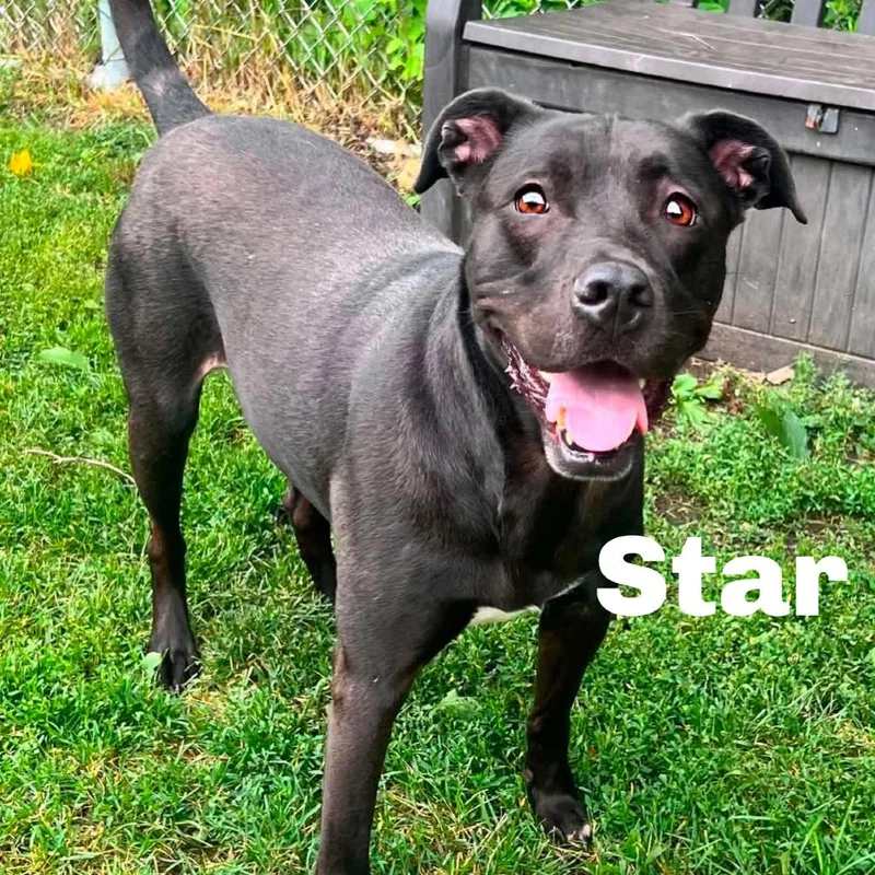 Star