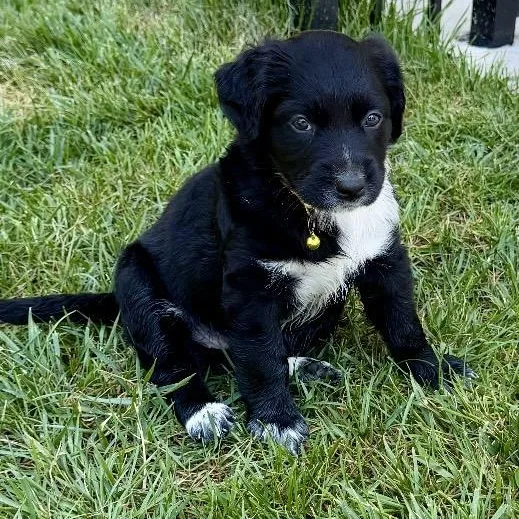 A baby large-sized female Black Labrador Retriever dog named Molly Graze for adoption in Thompson's Station, TN