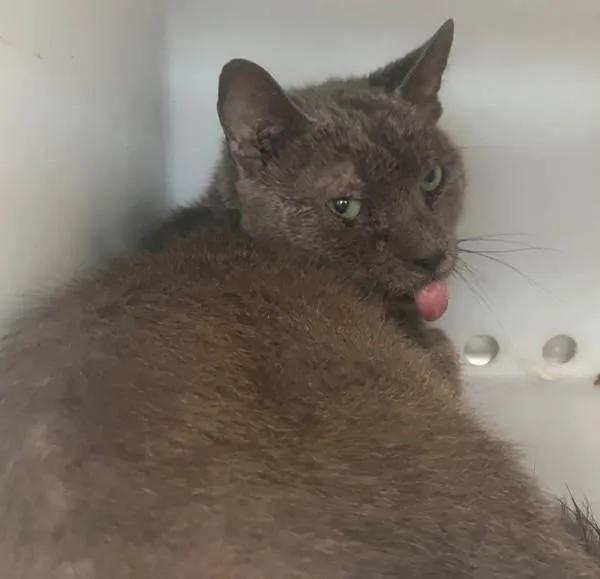 An adult medium-sized male Domestic Short Hair cat named Taz for adoption in Staten Island, NY