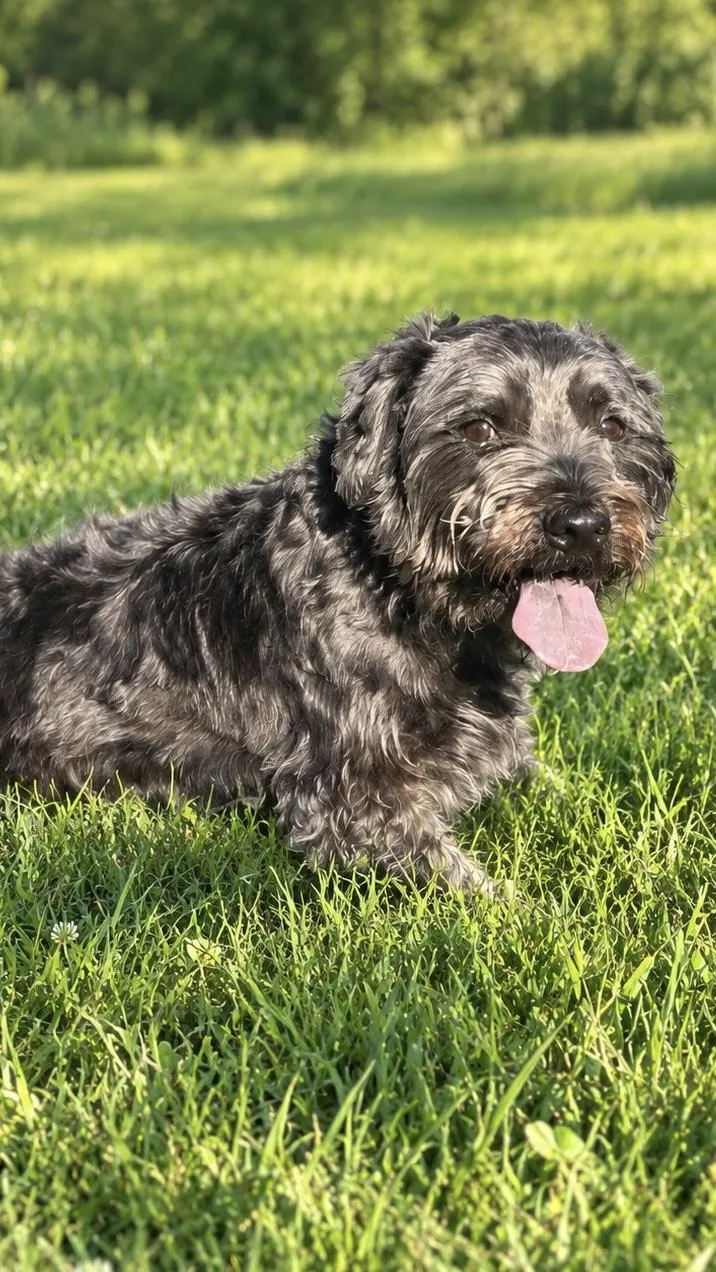 An adult medium-sized male Gray / Blue / Silver Maltese dog named Marty for adoption in Waldorf, MD