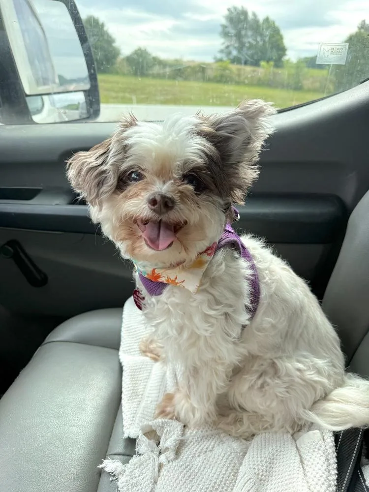 A senior small-sized female White / Cream Maltese dog named Missy aka Mavis for adoption in Franklin, TN
