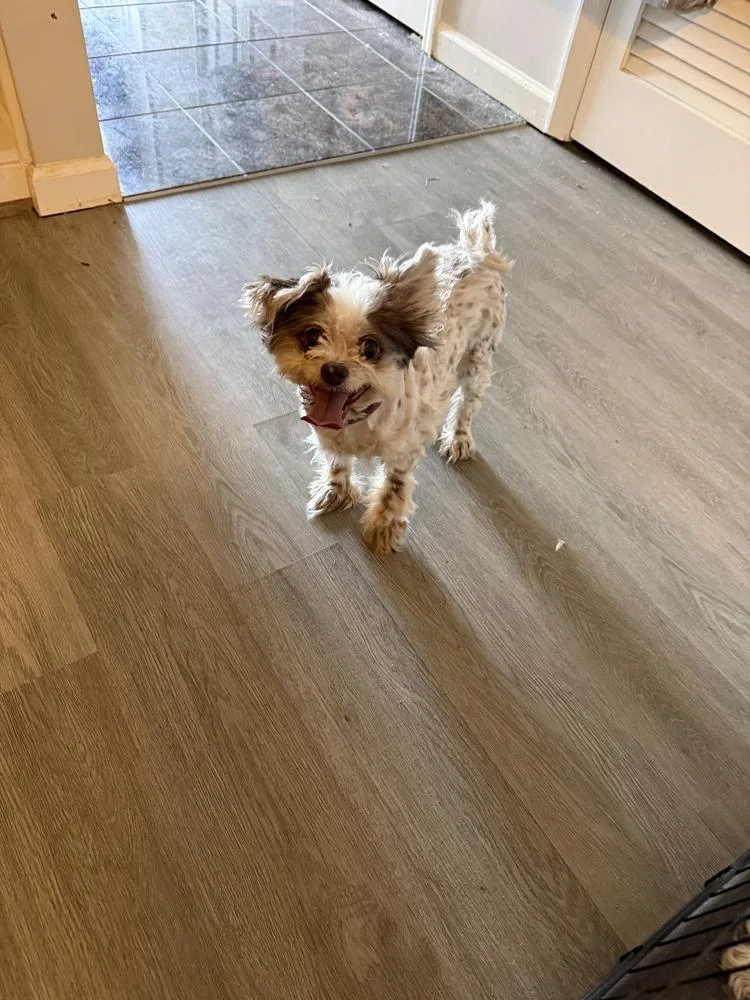 Missy aka Mavis thumbnail 3