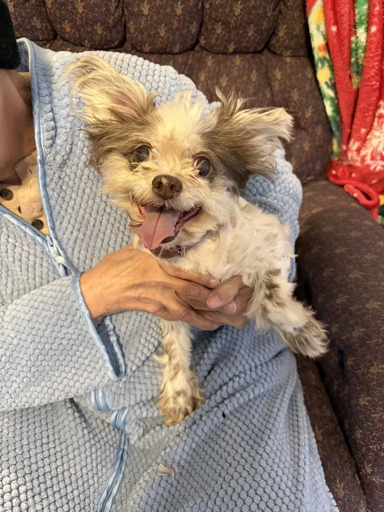 Missy aka Mavis thumbnail 4