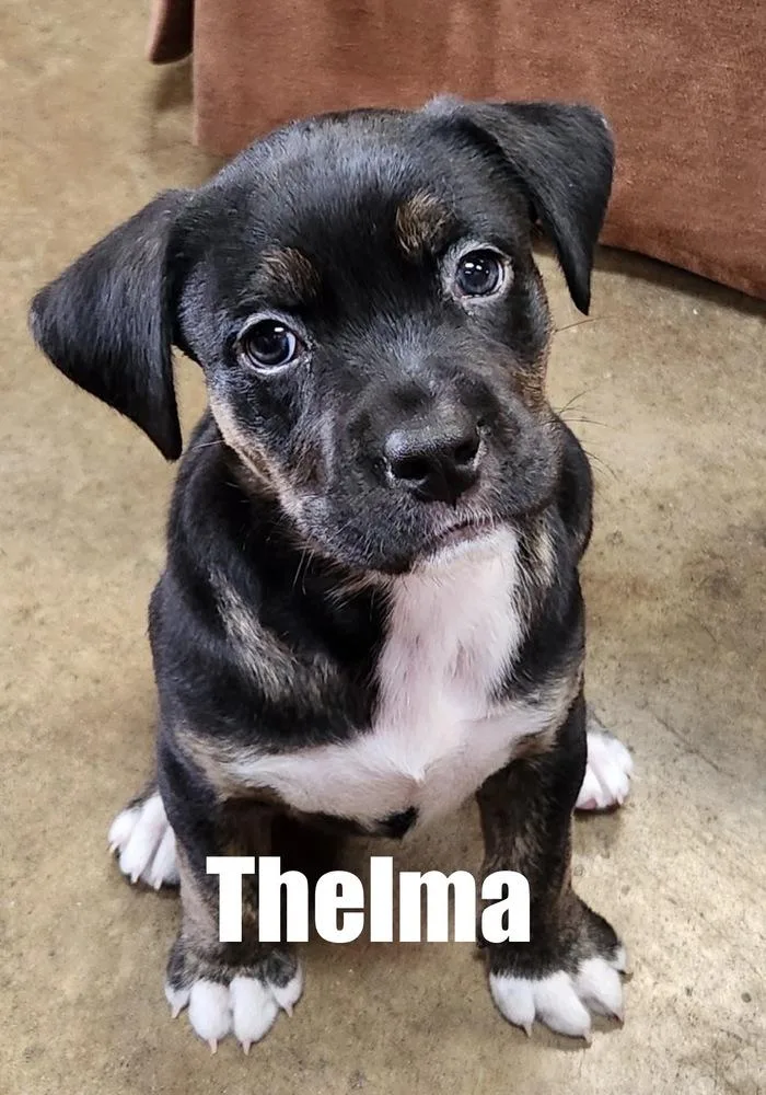 Thelma