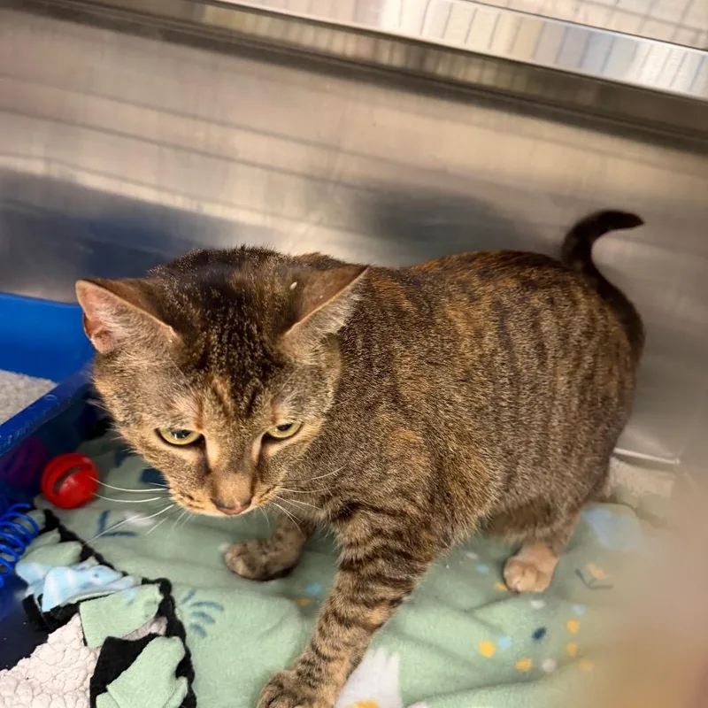 An adult medium-sized female Brown / Chocolate Domestic Short Hair cat named Ollie for adoption in Hamburg, NY