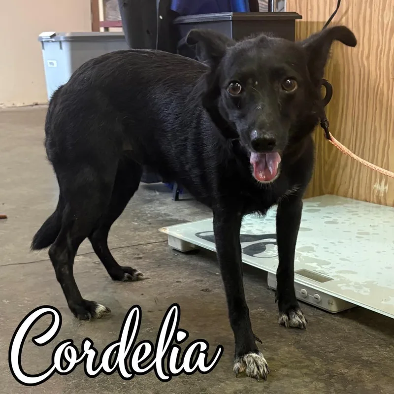 A young medium-sized female Mixed Breed dog named Cordelia for adoption in Hillsboro, OH