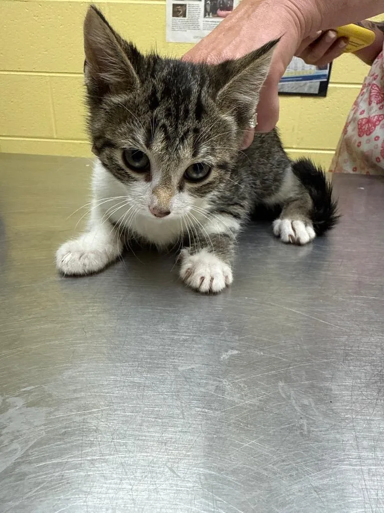 A baby small-sized female Domestic Short Hair cat named Pipa for adoption in Crossville, TN