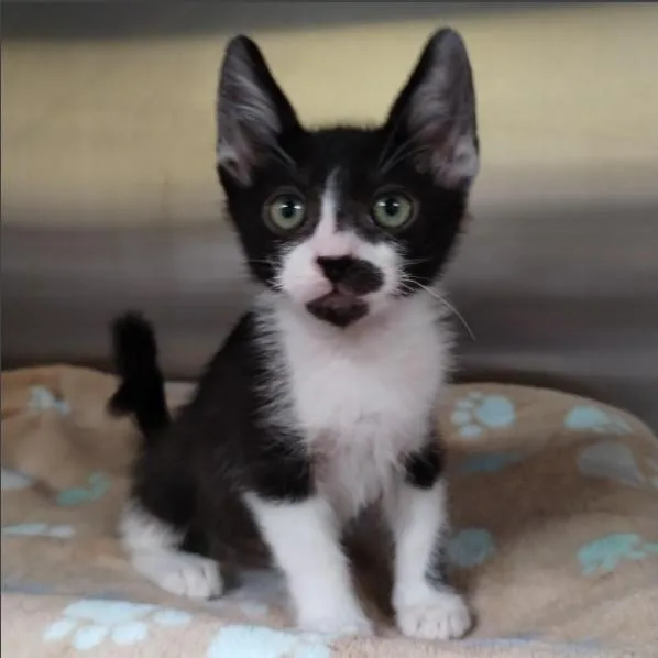 A baby small-sized male Domestic Short Hair cat named Andre for adoption in Alameda, CA