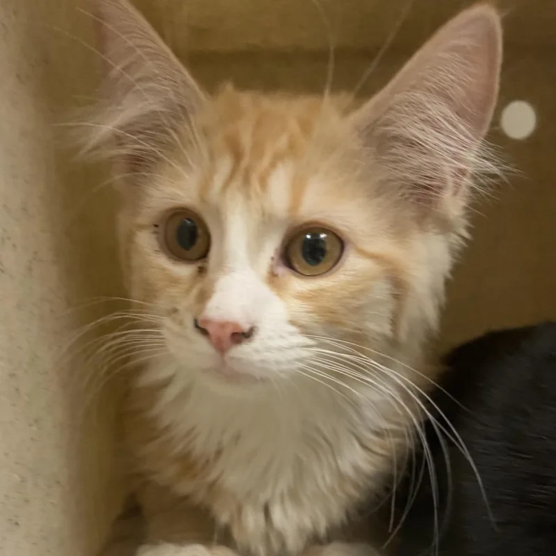 A baby small-sized female Orange / Red Domestic Long Hair cat named Pepsi for adoption in Reno, NV