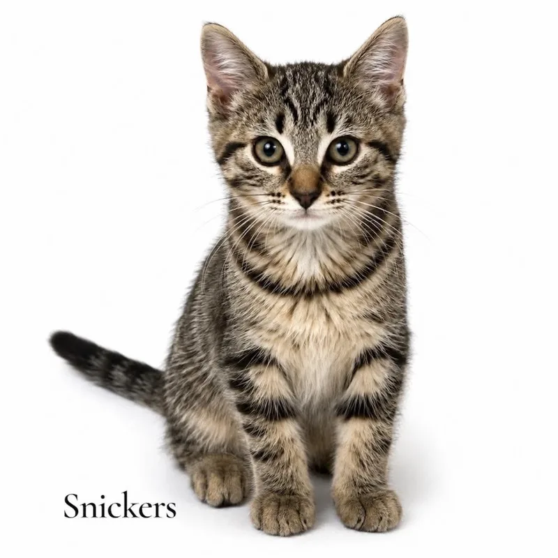 A baby medium-sized female Tabby (Brown / Chocolate) Domestic Short Hair cat named Snickers for adoption in Stevensville, MI