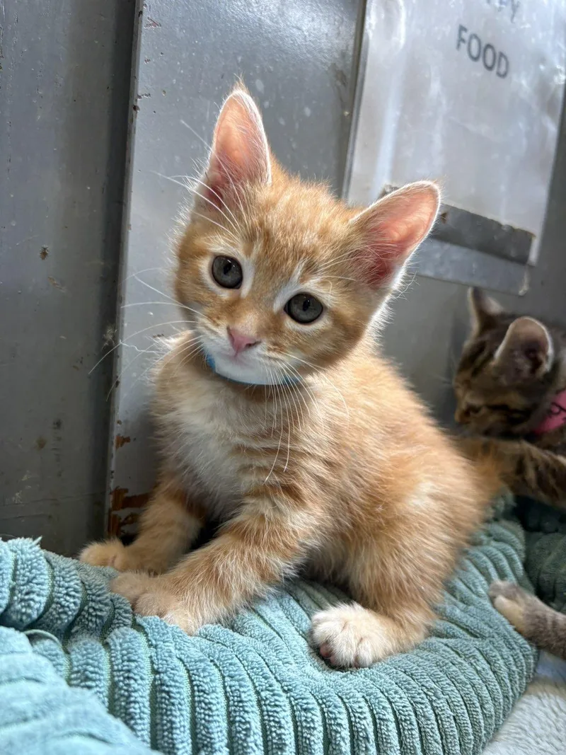 A baby small-sized male Domestic Short Hair cat named Nacho for adoption in Hermitage, PA