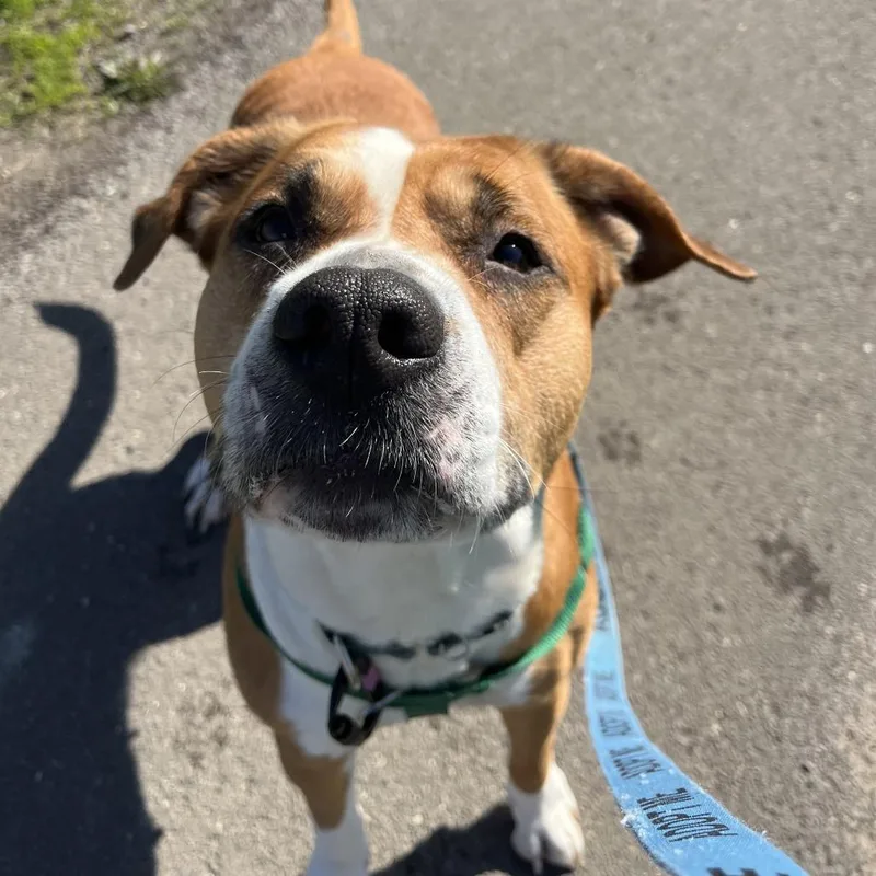An adult large-sized female Yellow / Tan / Blond / Fawn Mixed Breed dog named Stella for adoption in Fairport, NY