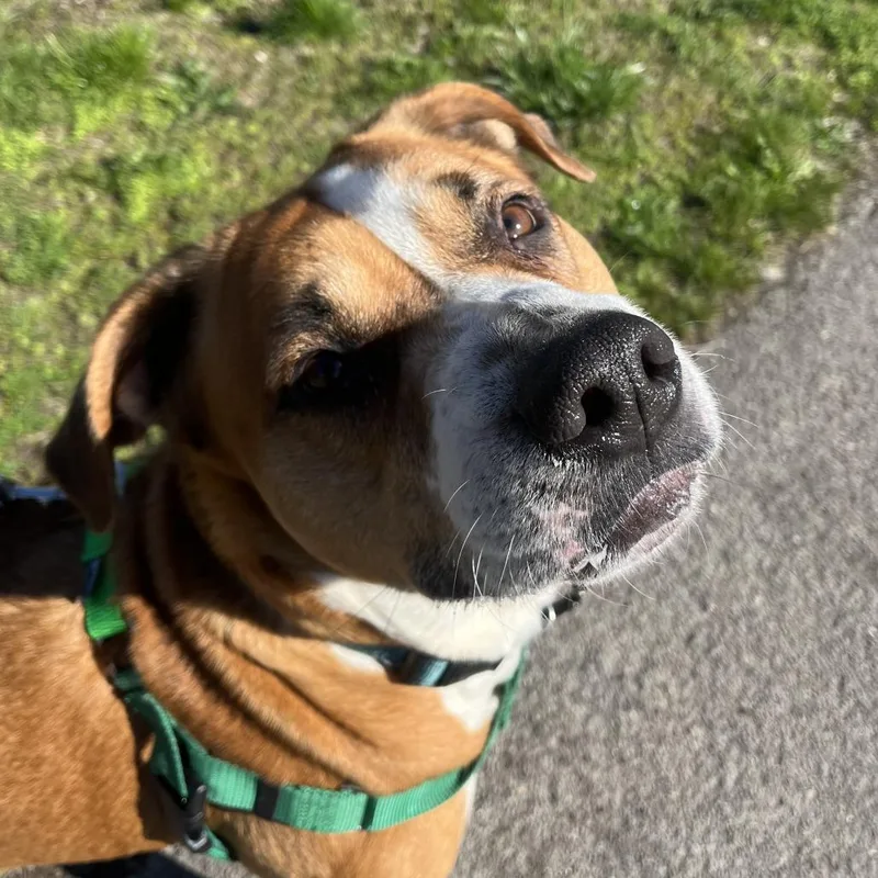 Stella thumbnail 2