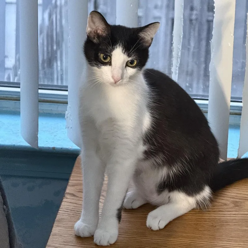 A young medium-sized female Black Domestic Short Hair cat named Abigail for adoption in Mount Laurel, NJ