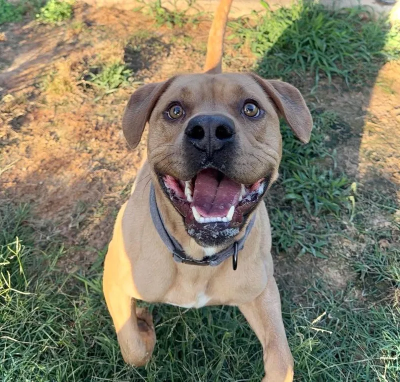 A young medium-sized male Mixed Breed dog named Maurcie for adoption in Northwood, NH