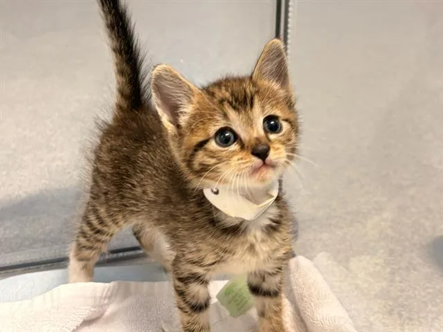 A baby small-sized male Domestic Short Hair cat named Mocha for adoption in Tustin, CA