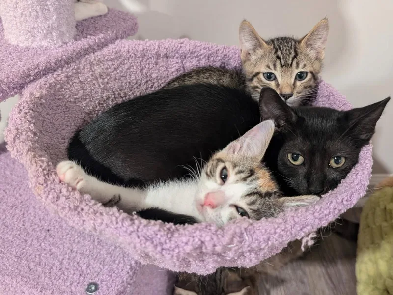 A young small-sized female Tabby (Brown / Chocolate) Domestic Short Hair cat named Margot for adoption in Moncks Corner, SC