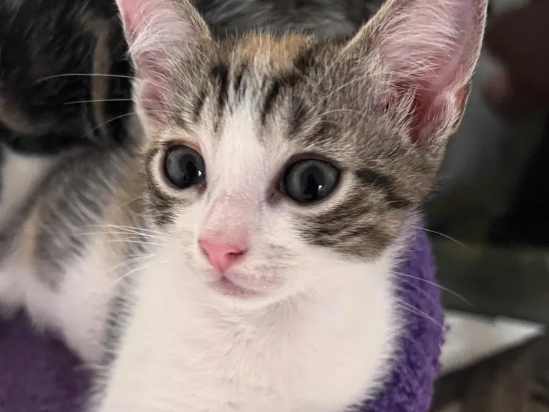 Margot thumbnail 5