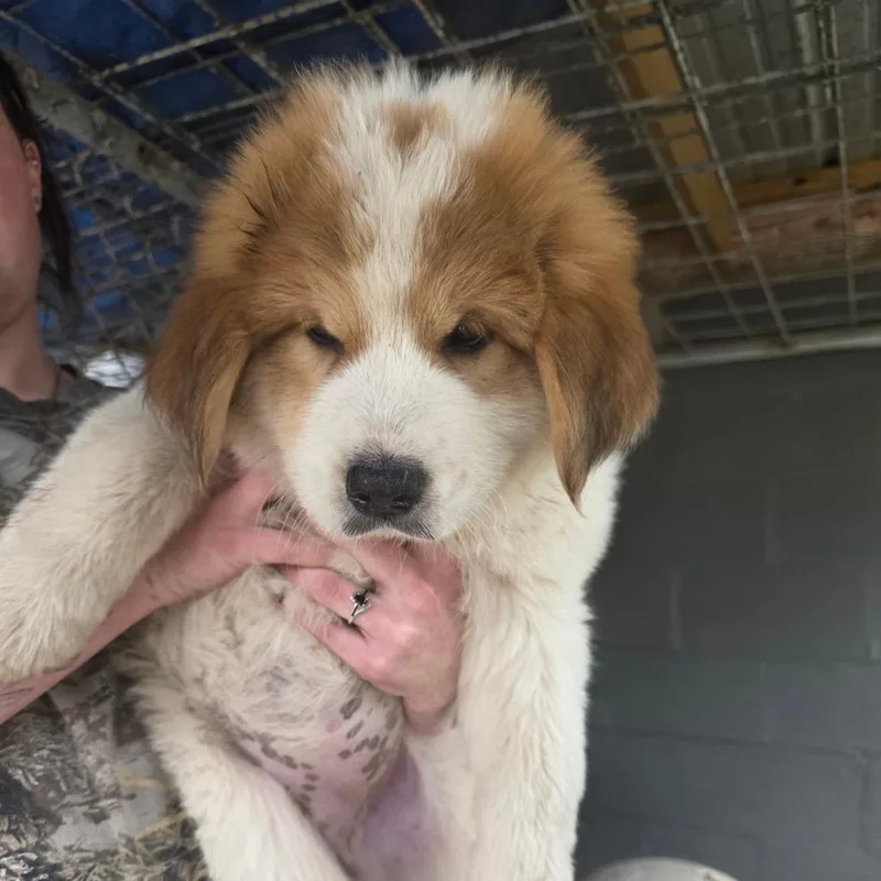 A baby small-sized female White / Cream Great Pyrenees dog named Quinn for adoption in Clanton, AL