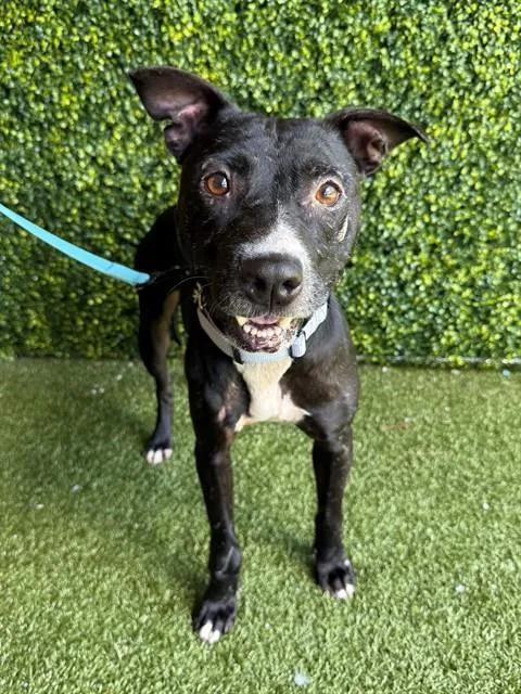 An adult medium-sized female Terrier dog named Clara for adoption in Naples, FL