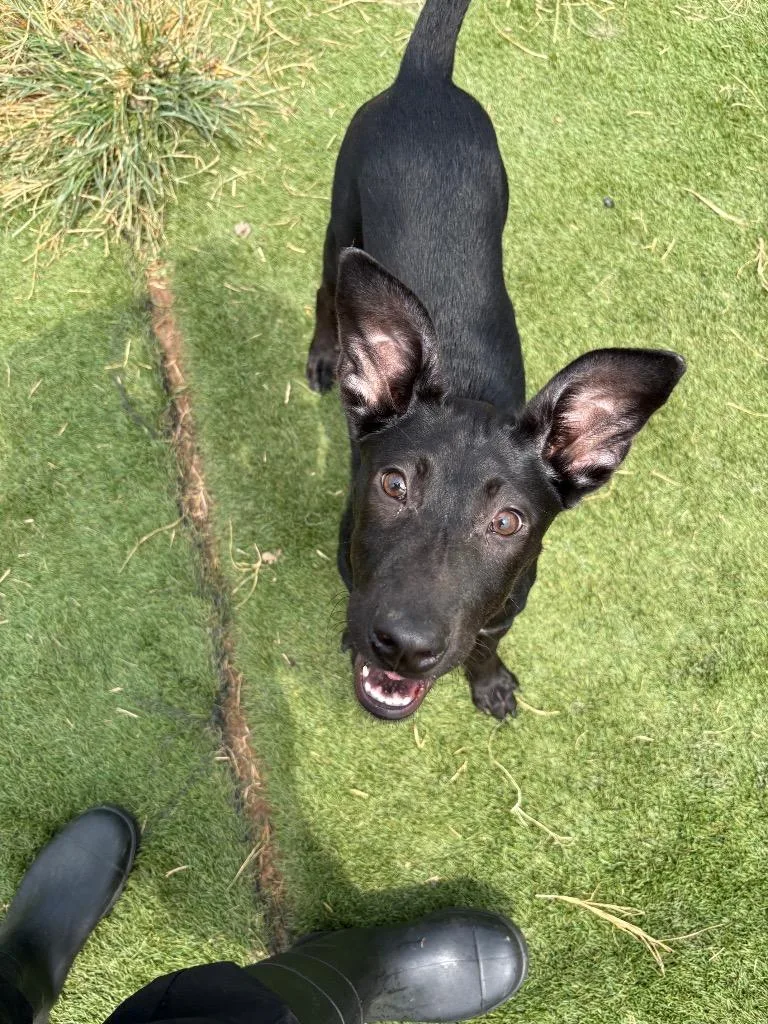 A baby small-sized female Mixed Breed dog named Stephanie for adoption in Bossier City, LA