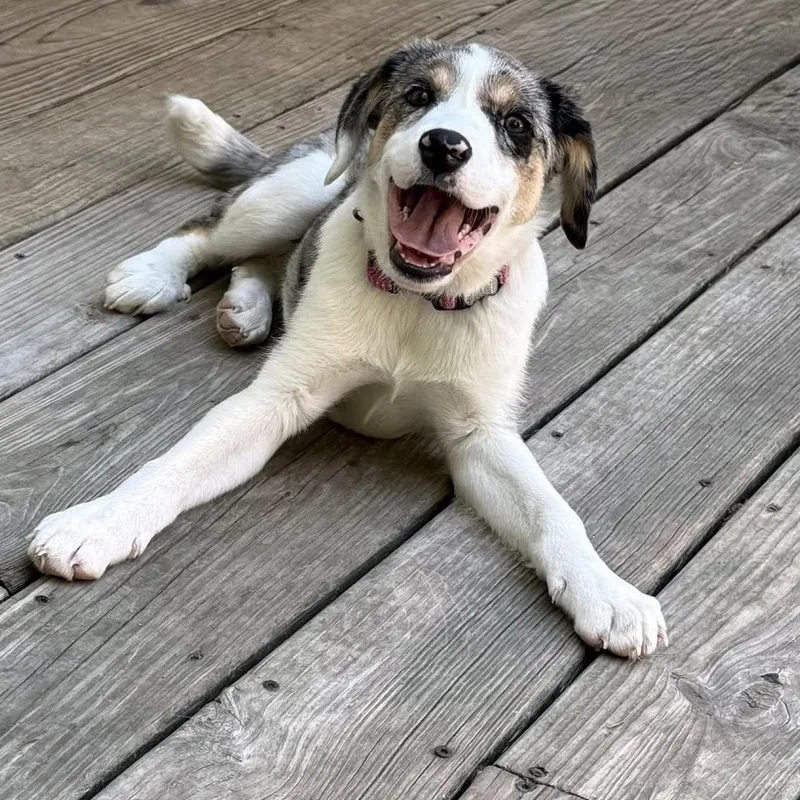 A baby medium-sized female Hound dog named Bubbles for adoption in Springfield, MO