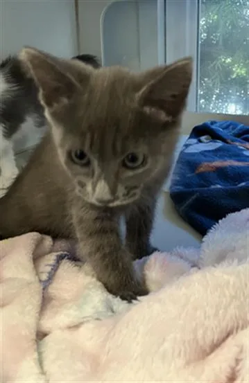 A baby small-sized female Domestic Short Hair cat named Ish for adoption in Long Beach, CA