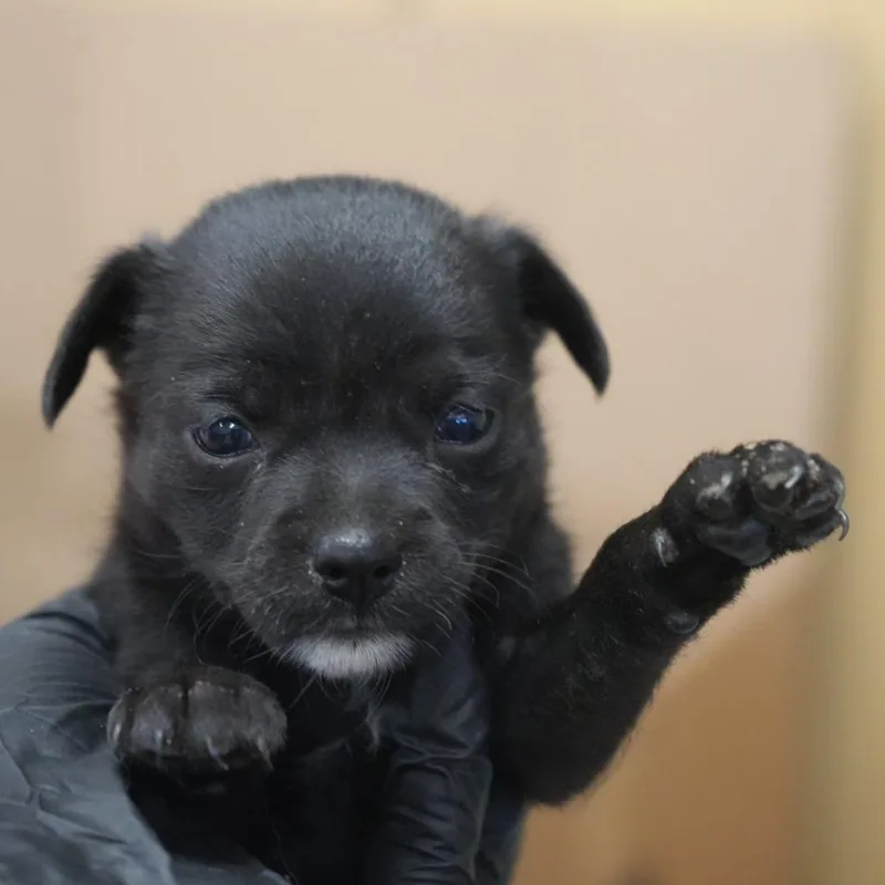 A baby small-sized female Chihuahua dog named Hailey for adoption in Coachella, CA