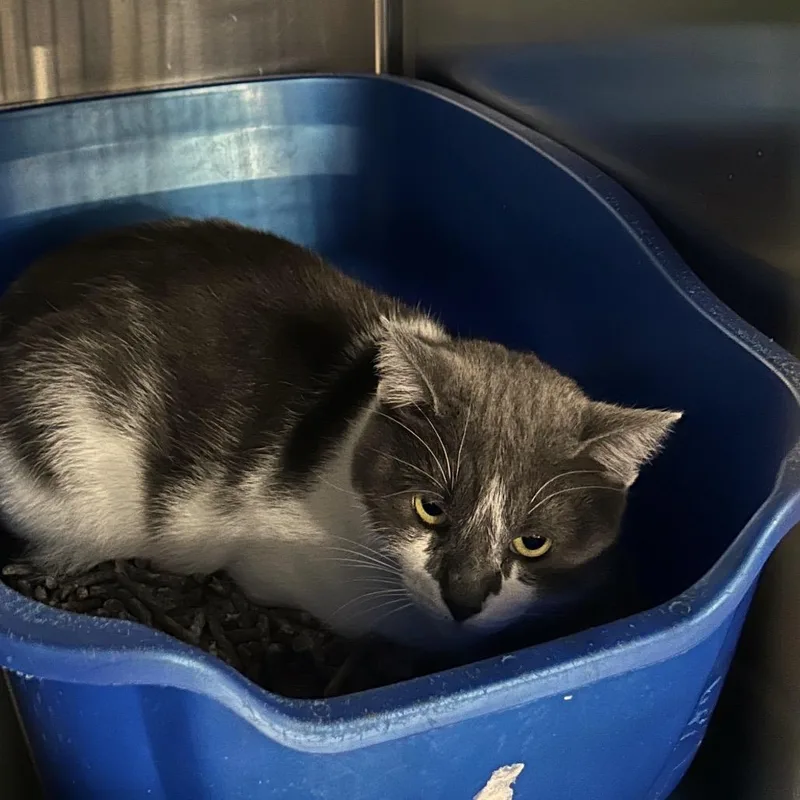 A young medium-sized female Domestic Short Hair cat named Badger for adoption in Cumming, GA