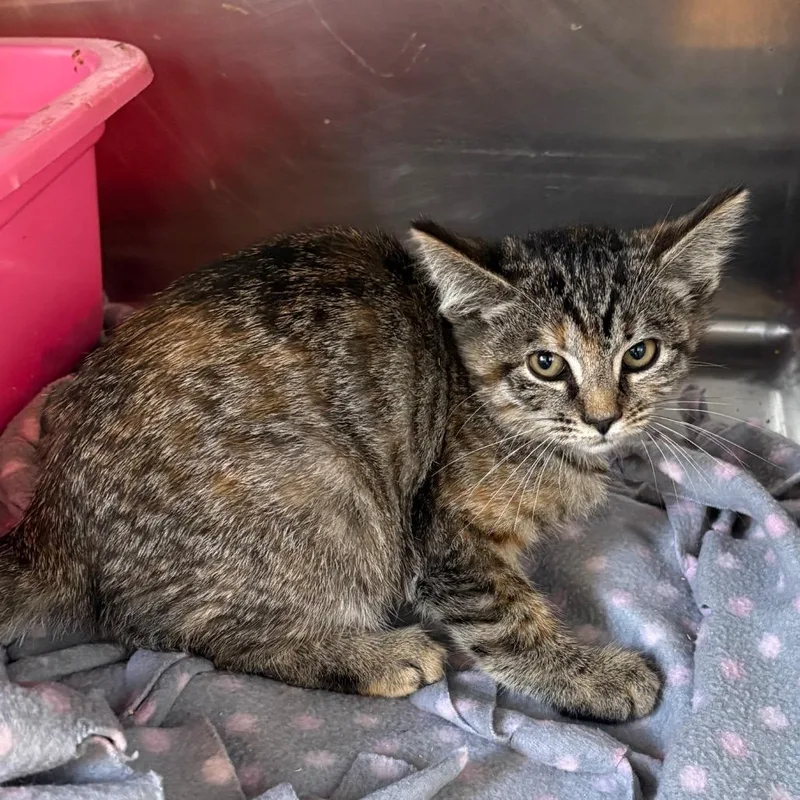 A baby small-sized female Brown / Chocolate Domestic Short Hair cat named Bernadette for adoption in Spokane, WA
