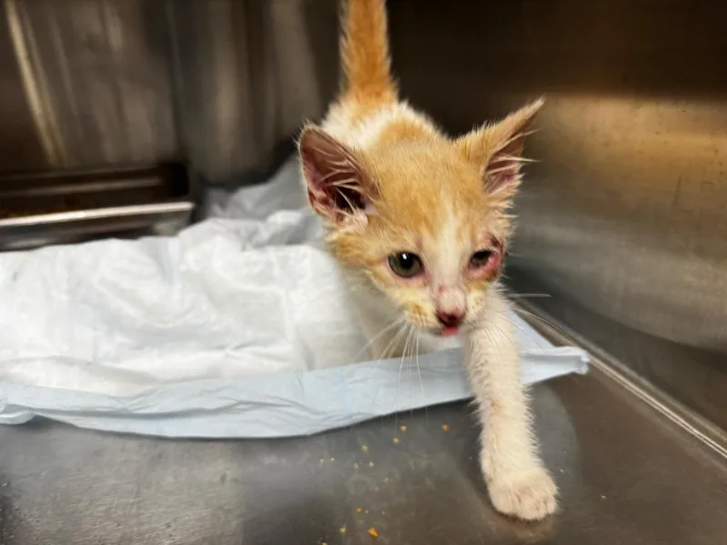 A baby medium-sized female Domestic Short Hair cat named Sycamore for adoption in Shelbyville, TN