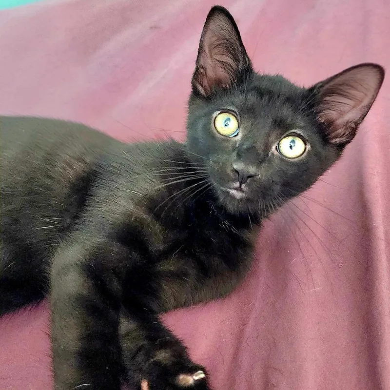 A baby small-sized male Black Domestic Short Hair cat named Catgang Puck for adoption in Lakeland, FL