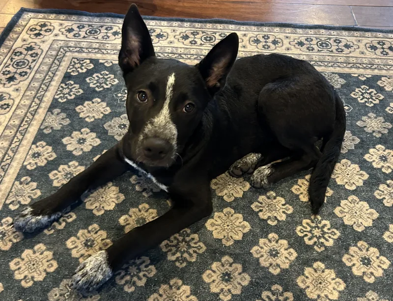 A young medium-sized female Harlequin Cattle Dog dog named Cleo for adoption in Medford, NJ