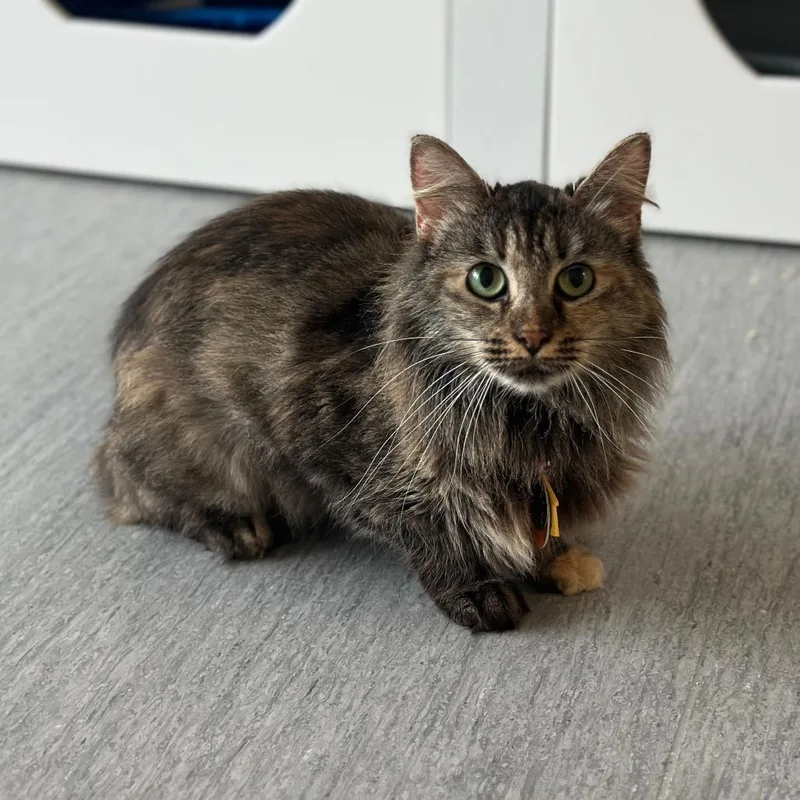 A young small-sized female Domestic Long Hair cat named D Ribosome for adoption in Port Washington, NY