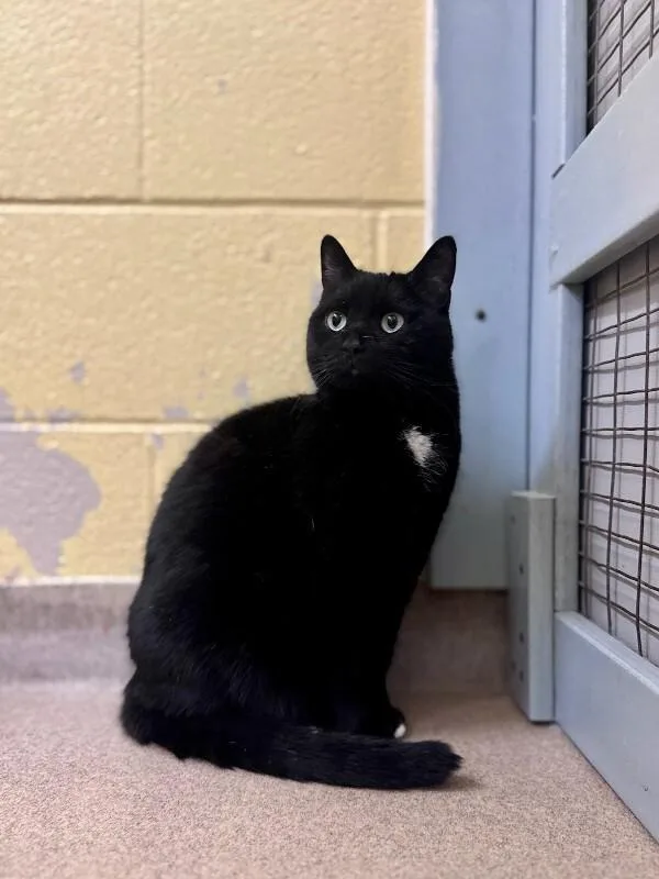 An adult medium-sized female Black Domestic Short Hair cat named Jill for adoption in Wooster, OH