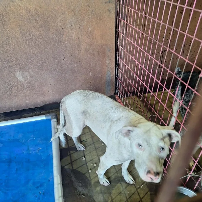 An adult large-sized female White / Cream Pit Bull Terrier dog named Sansa for adoption in Madill, OK